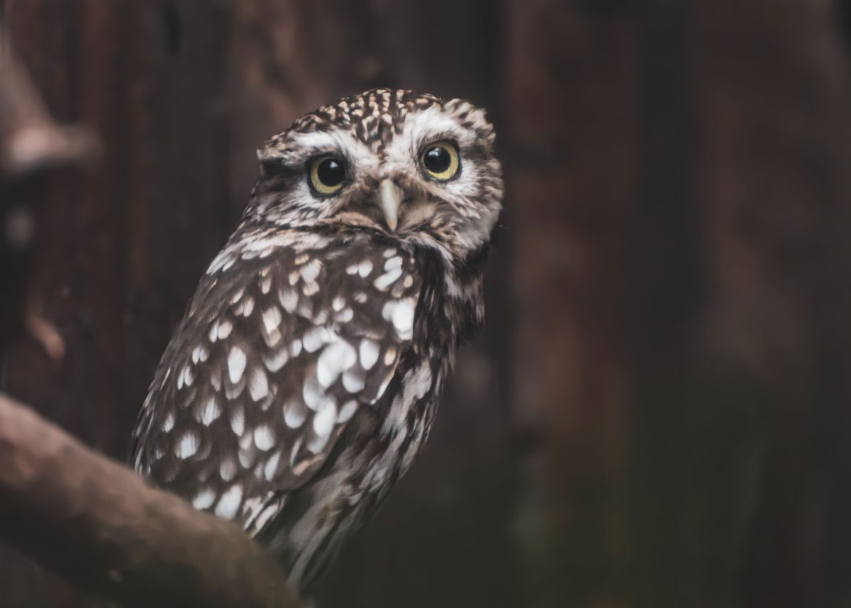 'Little Owl' Poster by Little Owl Pictures | Displate