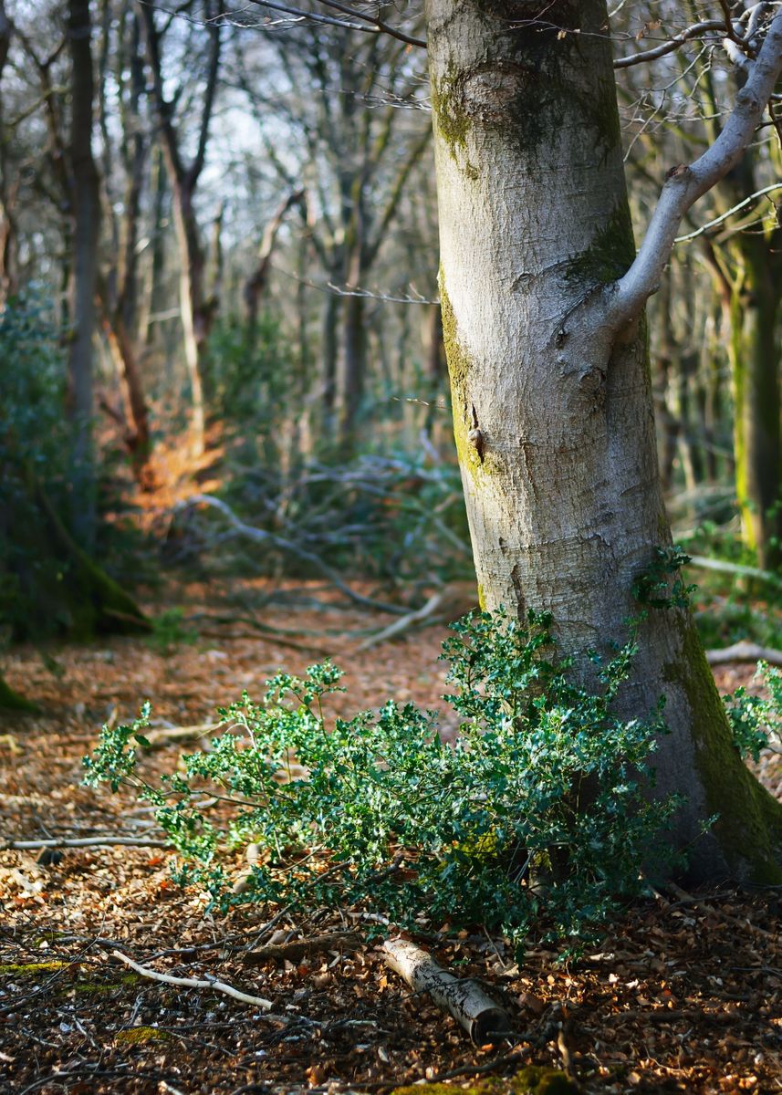 'Spring Forest In The Nethe' Poster, picture, metal print, paint by ...