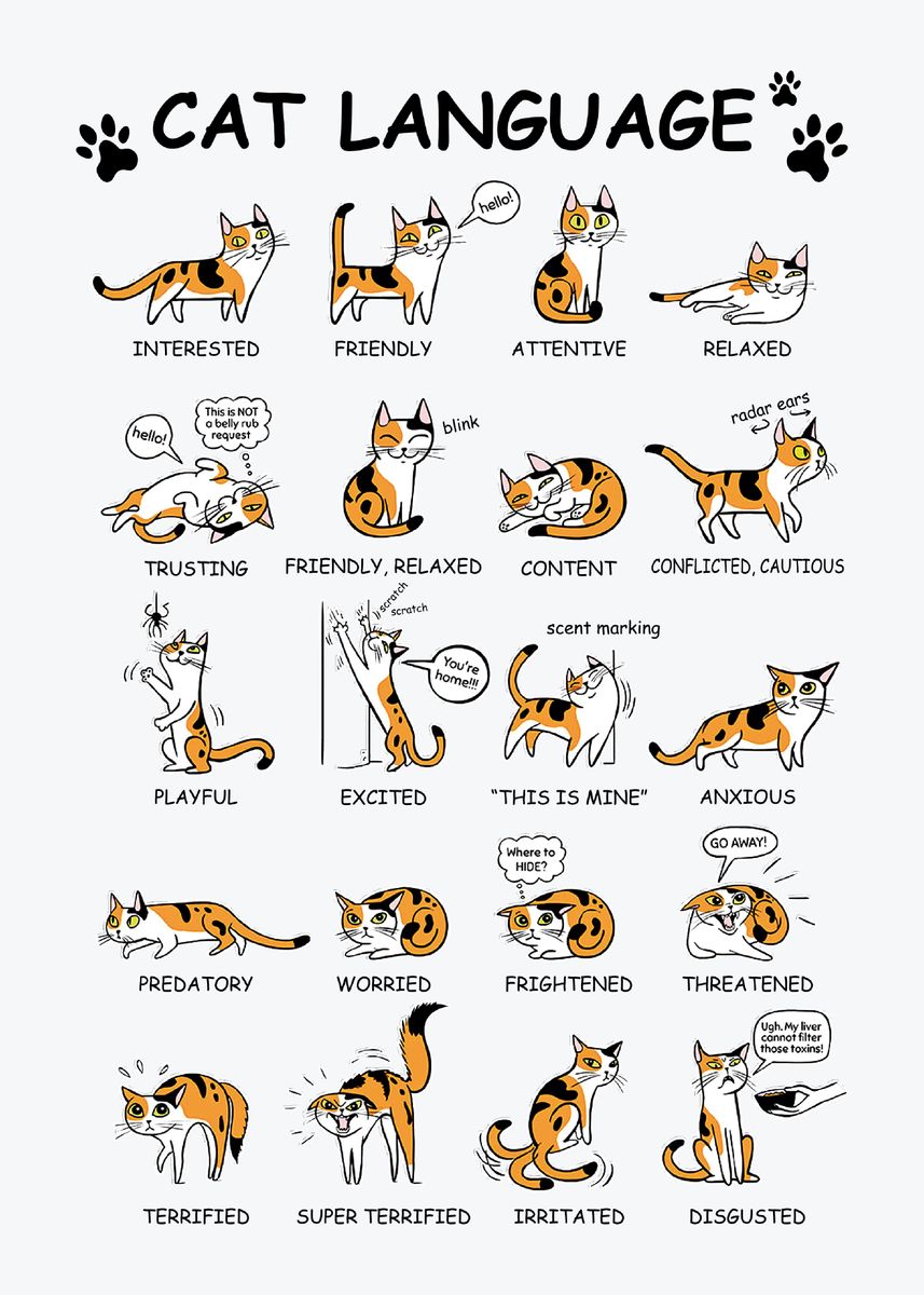 Cat language