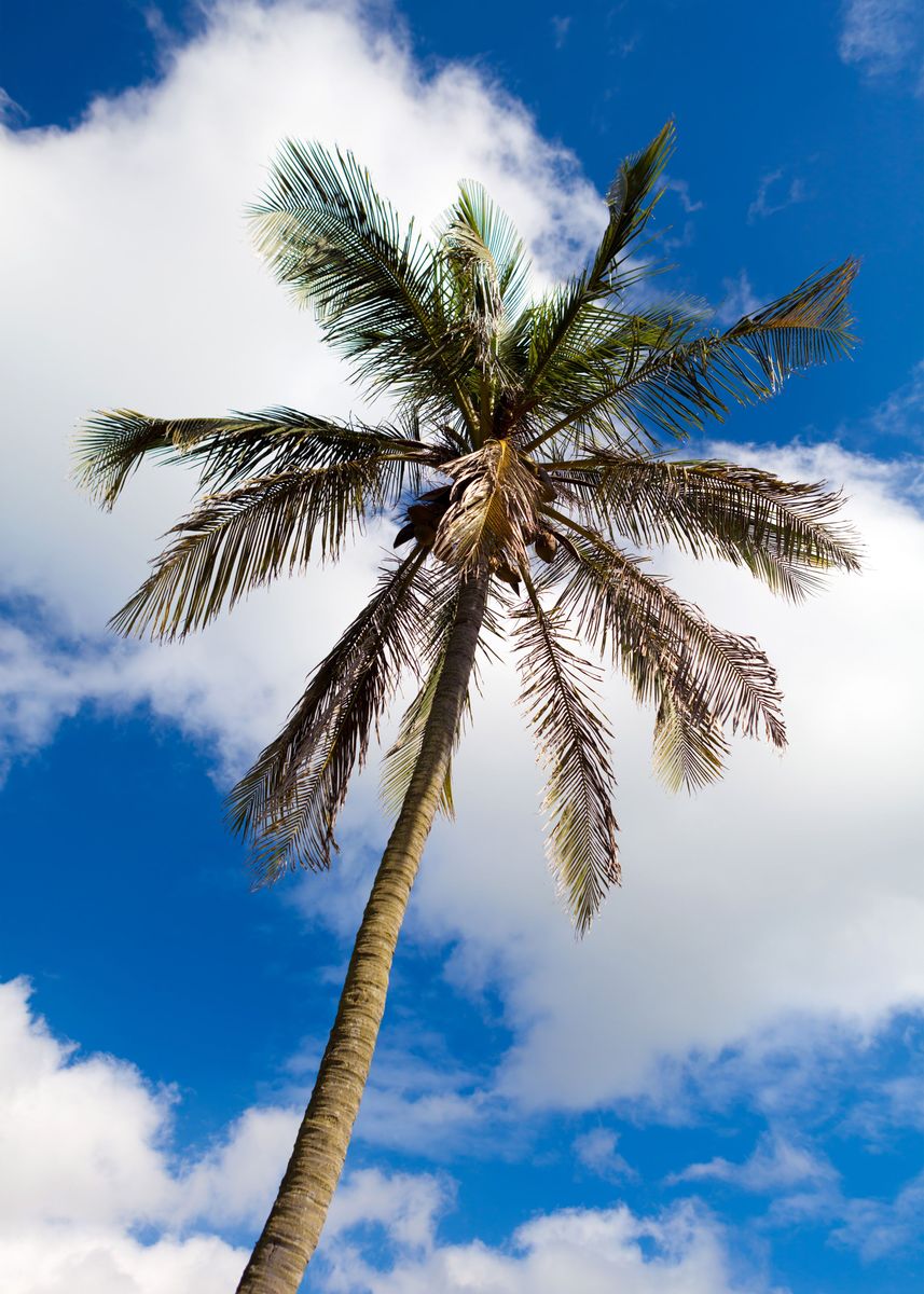 'Bermuda Palm Tree Coconuts' Poster by Noah Displate