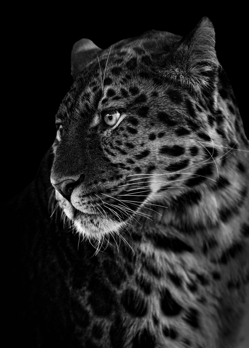 'wild black african leopard' Poster, picture, metal print, paint by mk ...