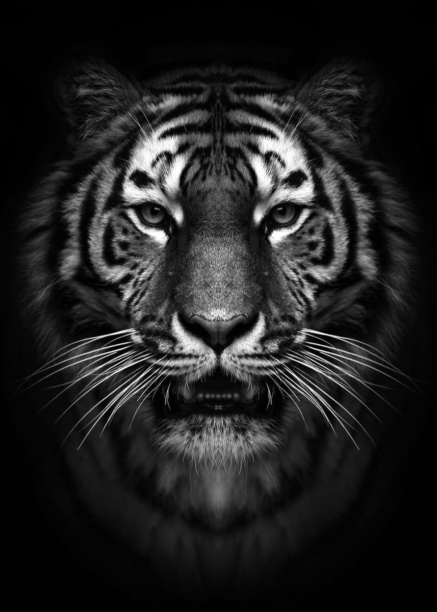 'wild tiger head poster ' Poster, picture, metal print, paint by mk ...
