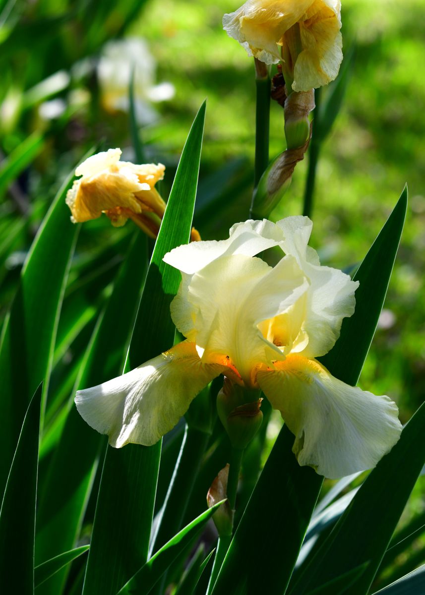 'Golden Irises' Poster by Cynthia Westbrook | Displate