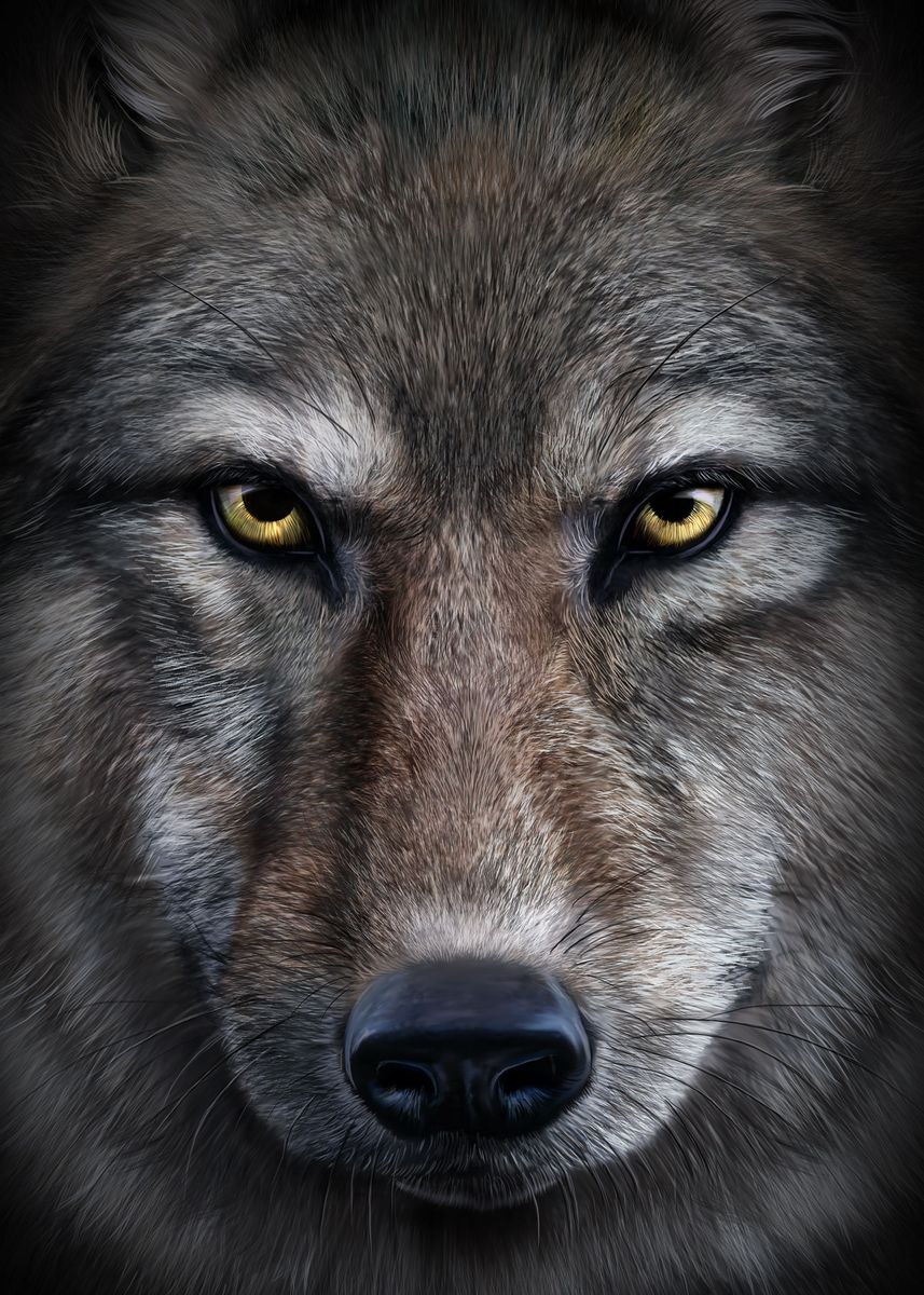 ' Grey Wolf Close Up' Poster, picture, metal print, paint by Jeff ...