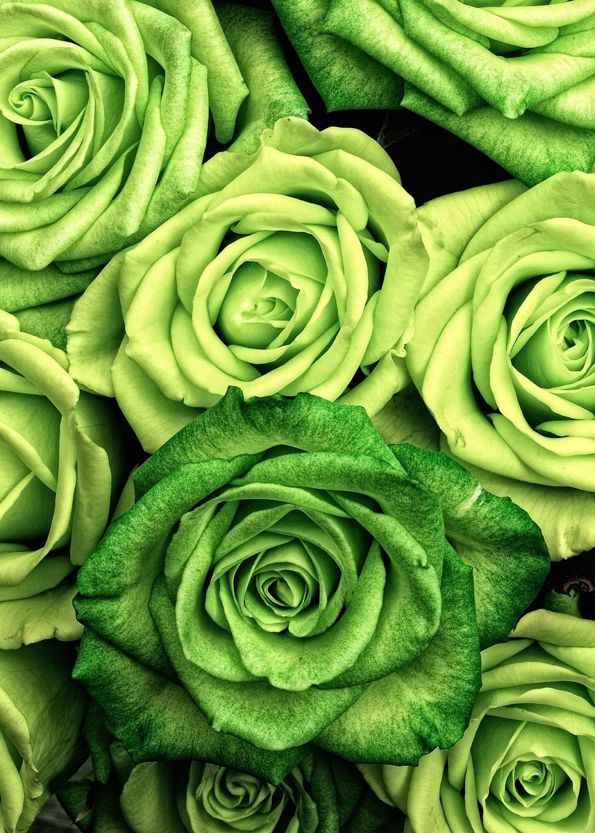 'Green Roses' Poster by Aloke Design | Displate
