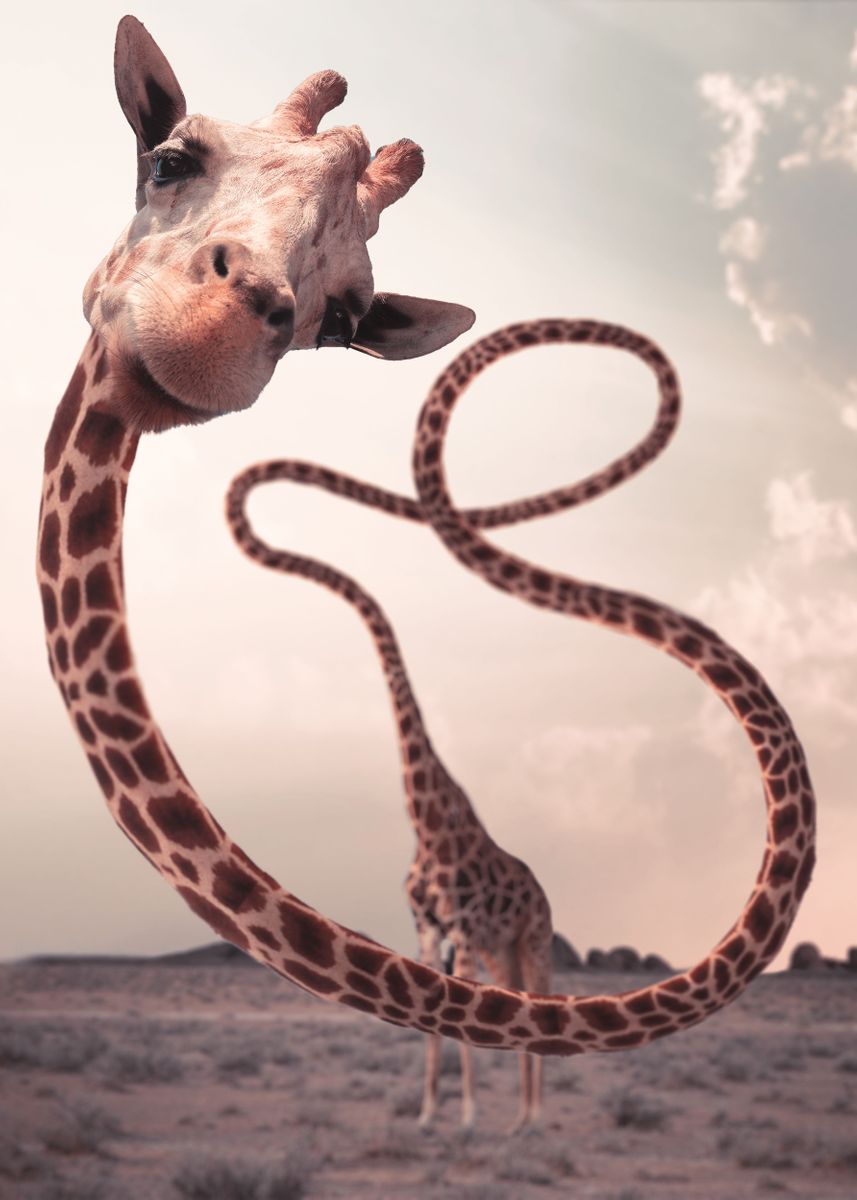 Giraffe's neck bashing Poster for Sale by rawshutterbug