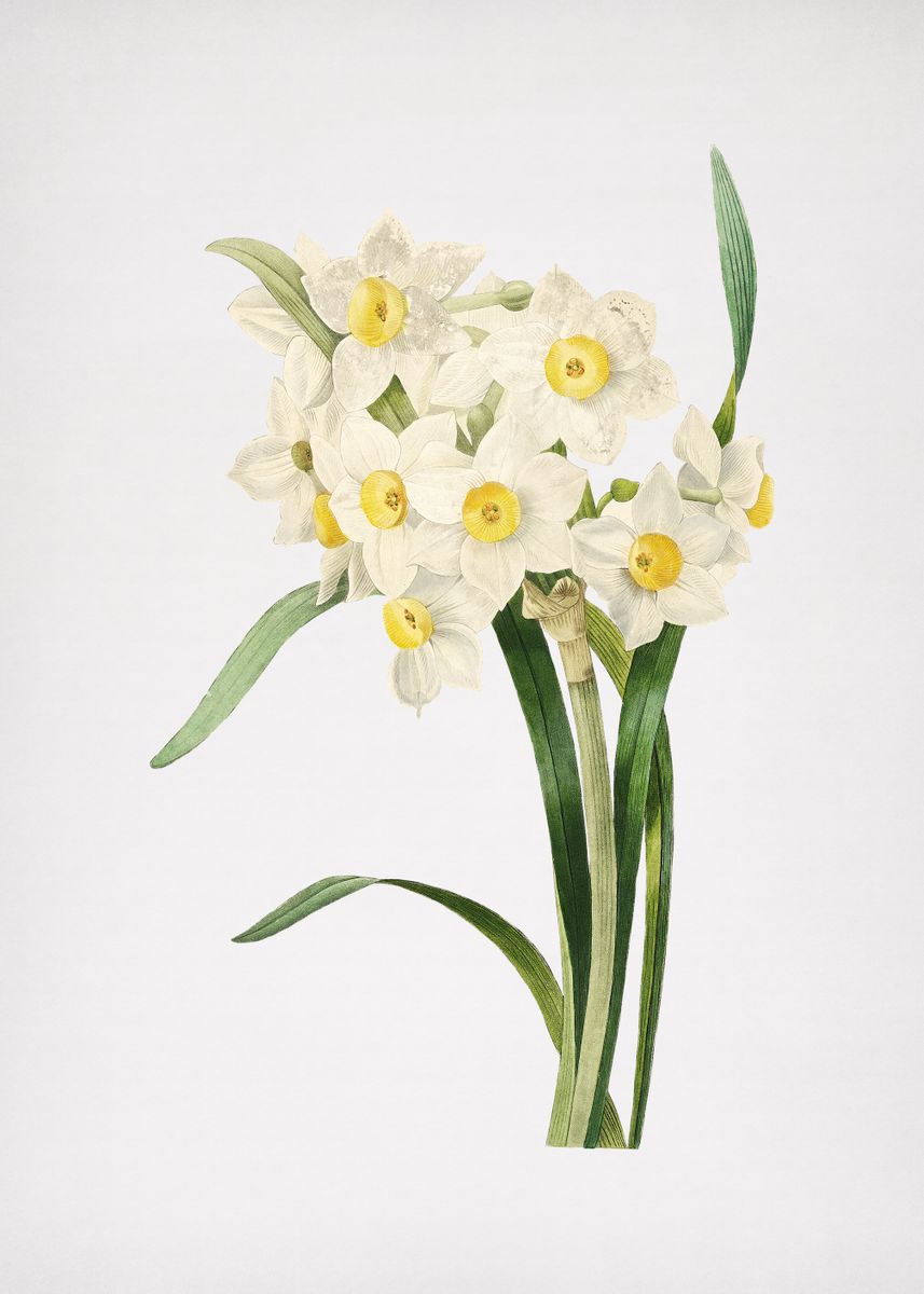 'Vintage Daffodil Painting' Poster by Holy Rock Design | Displate
