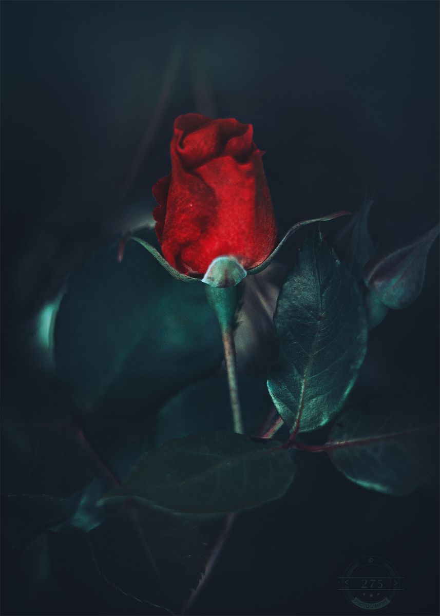 'Red rosebud' Poster, picture, metal print, paint by 275 photography ...