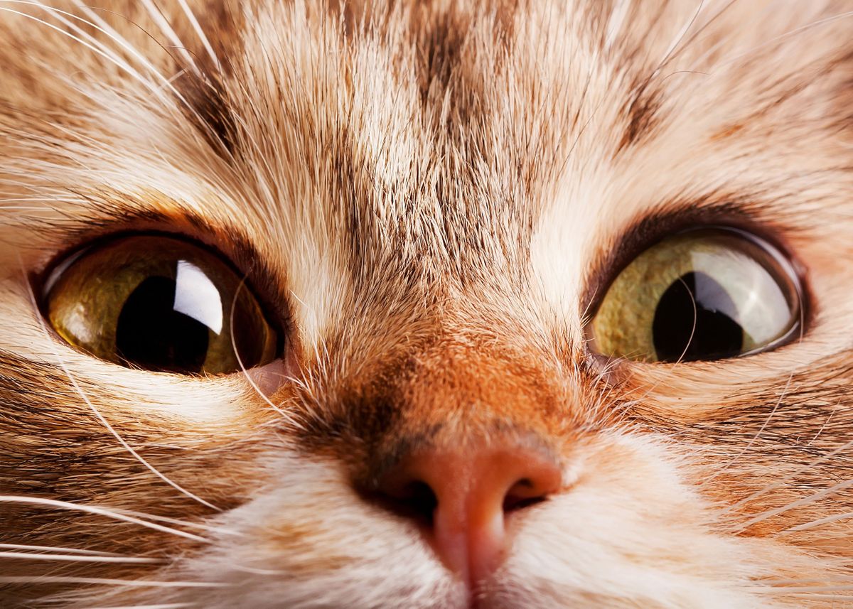 Cats Eyes Poster By Chris Trafford Displate