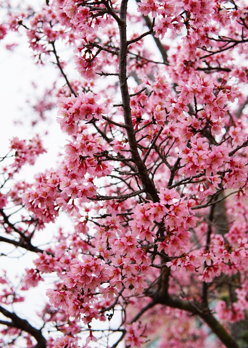 'Charming Cherry Blossoms' Poster by Bear  Amber Art | Displate