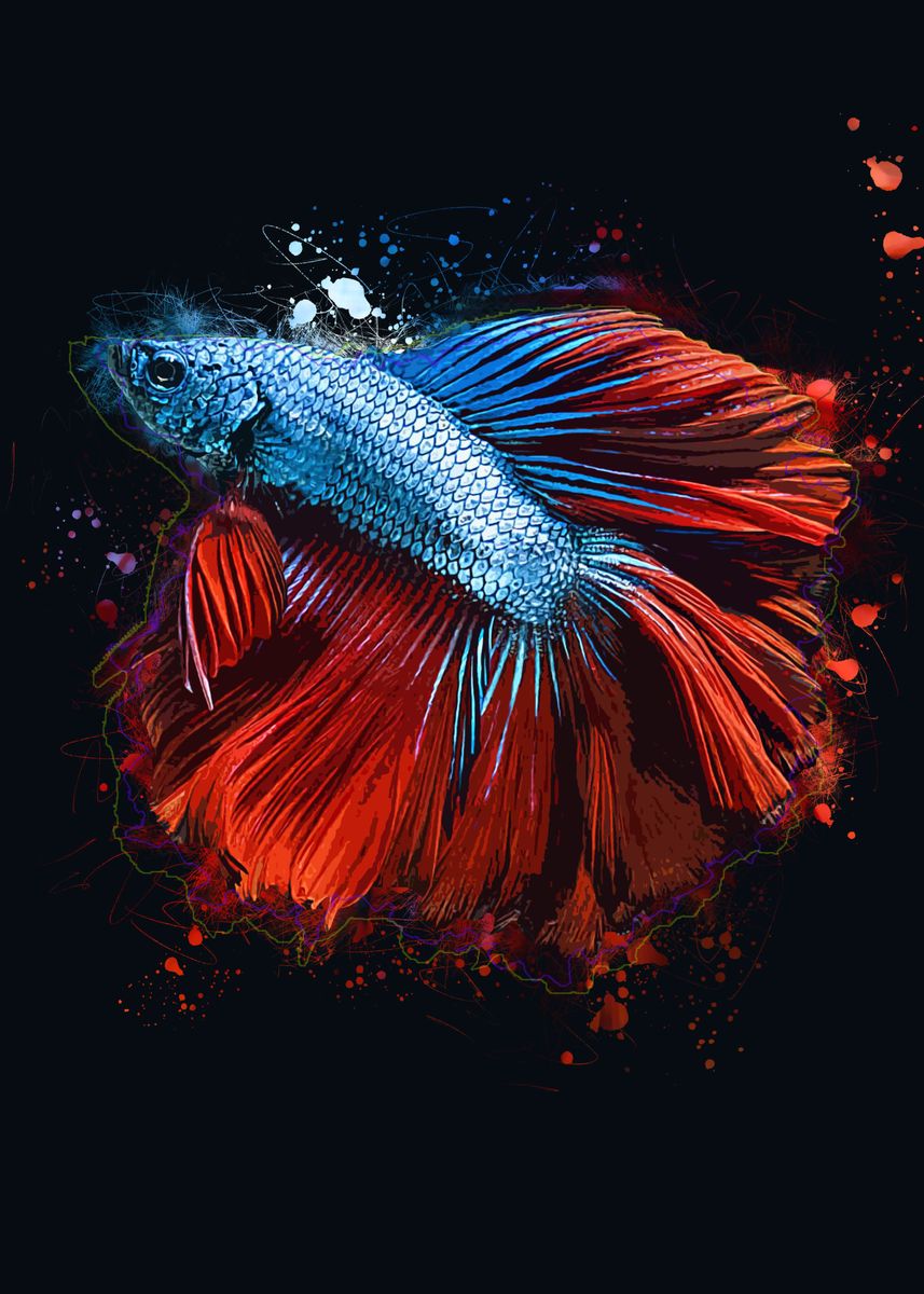 ‘Blue and Red Betta’ Poster by Blackman Studio | Displate