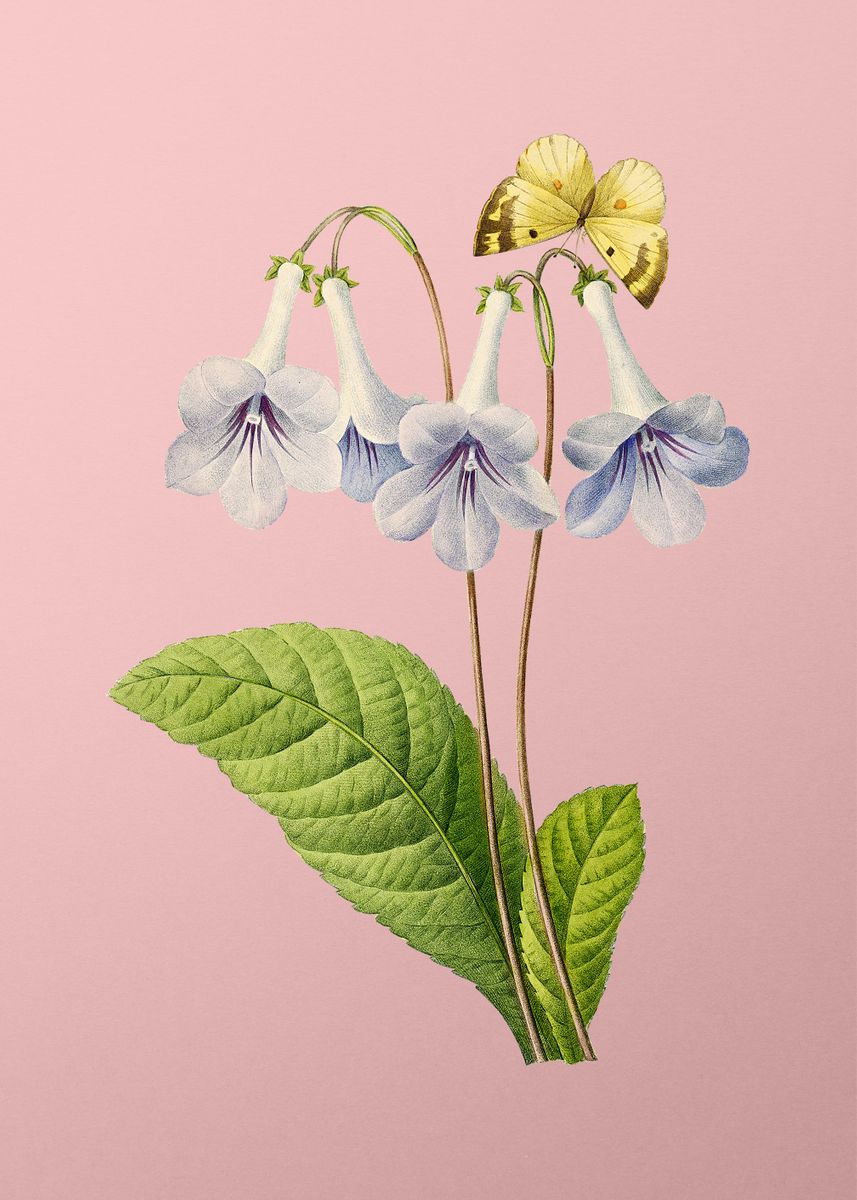 ‘Canterbury Bells on Pink’ Poster by Holy Rock Design | Displate