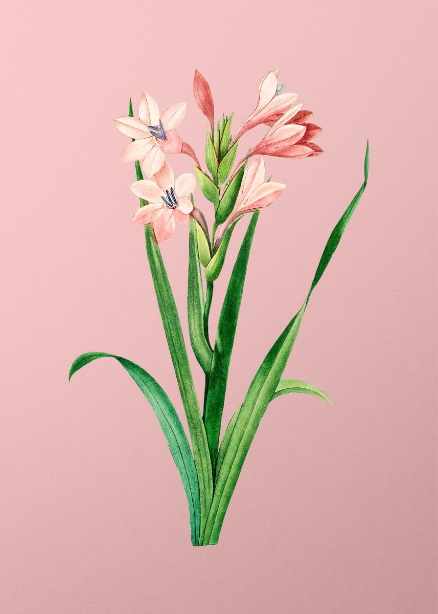 'Gladiolus Saccatus on Pink' Poster by Holy Rock Design | Displate