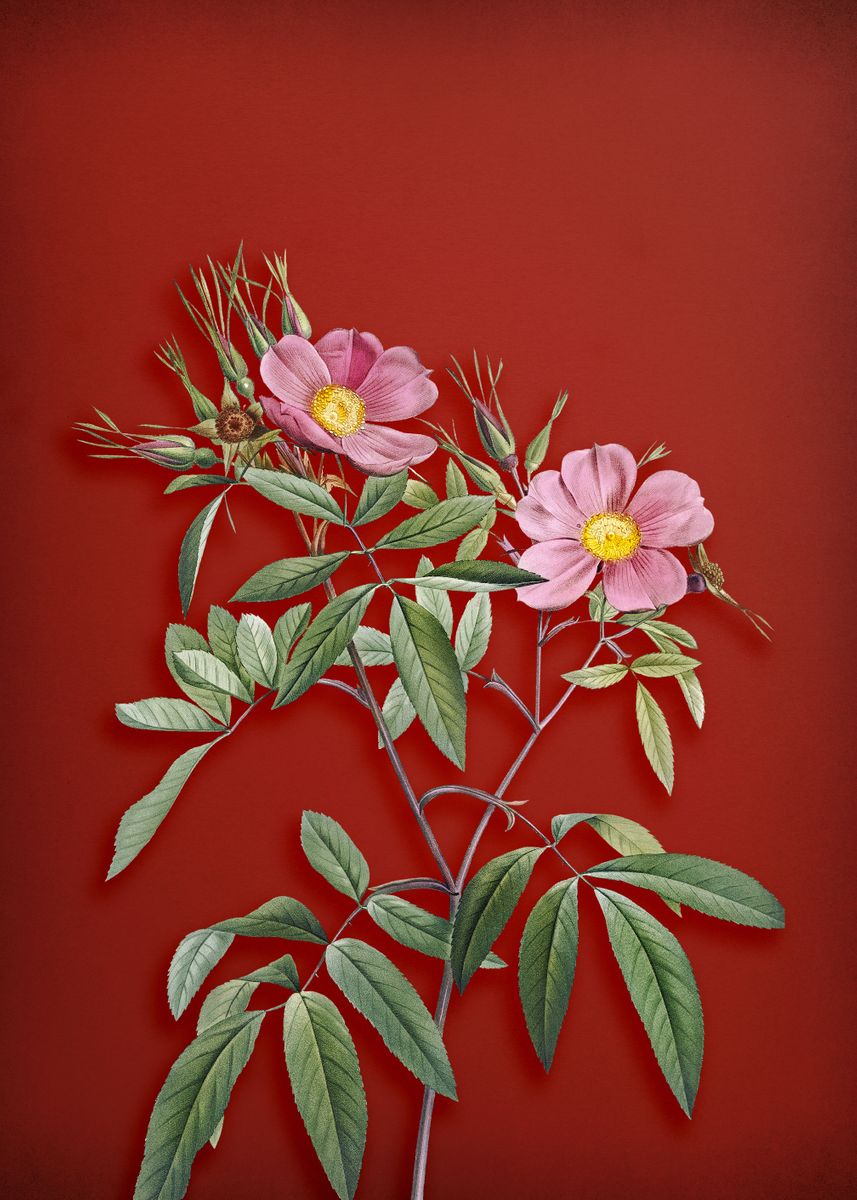 'Pink Swamp Roses on Red' Poster by Holy Rock Design | Displate