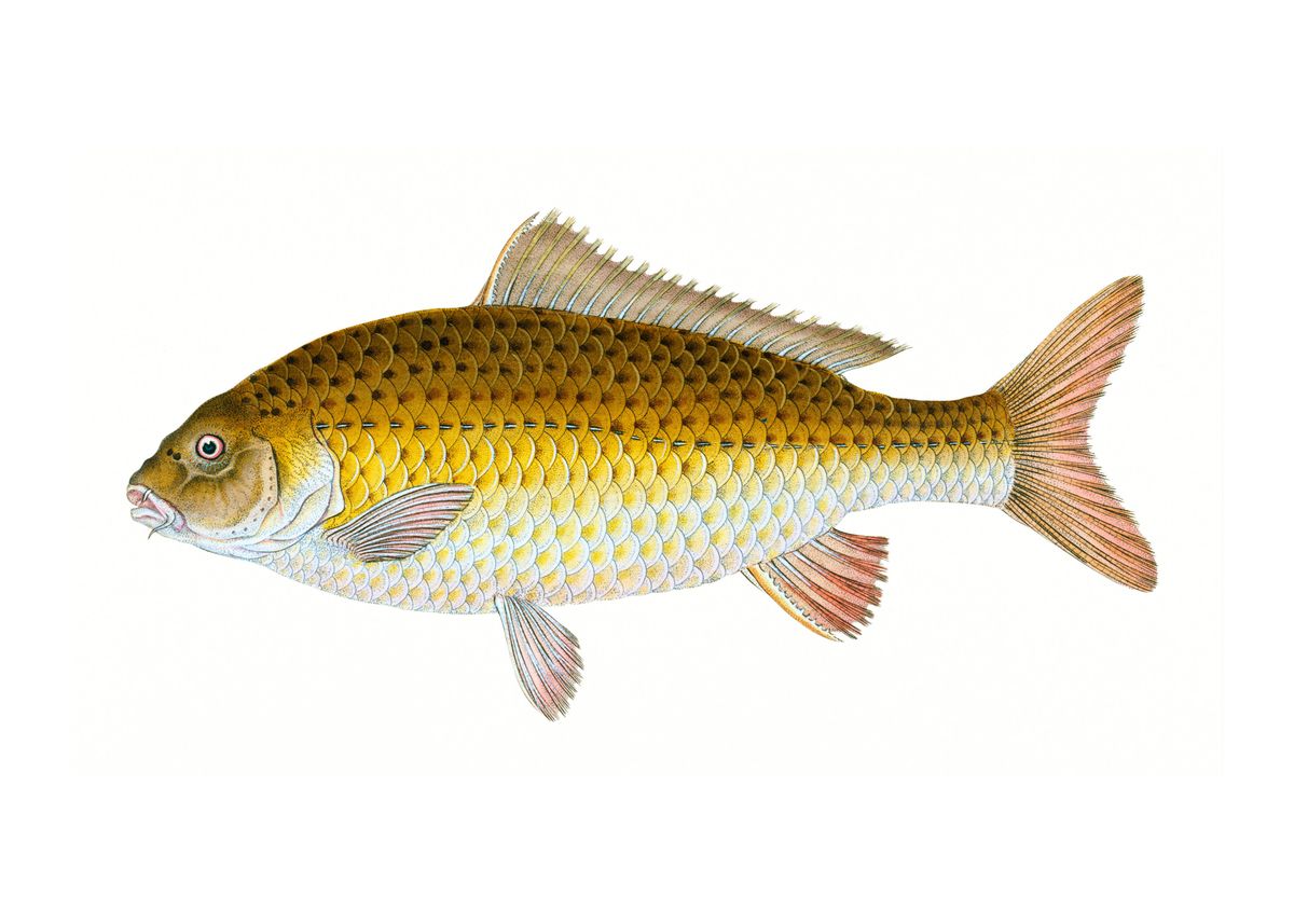 'Carp Cyprinus' Poster by tony4urban | Displate