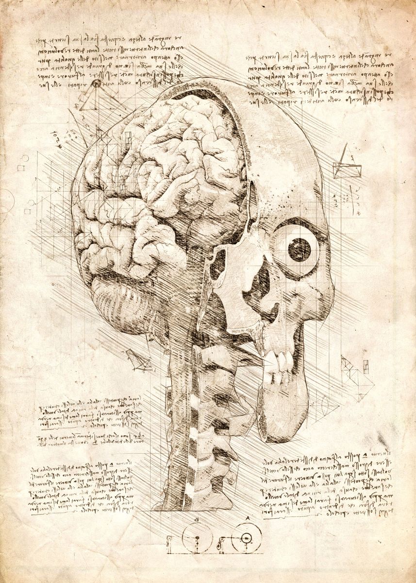 'Human Skull Inside View' Poster by Cornel Vlad | Displate
