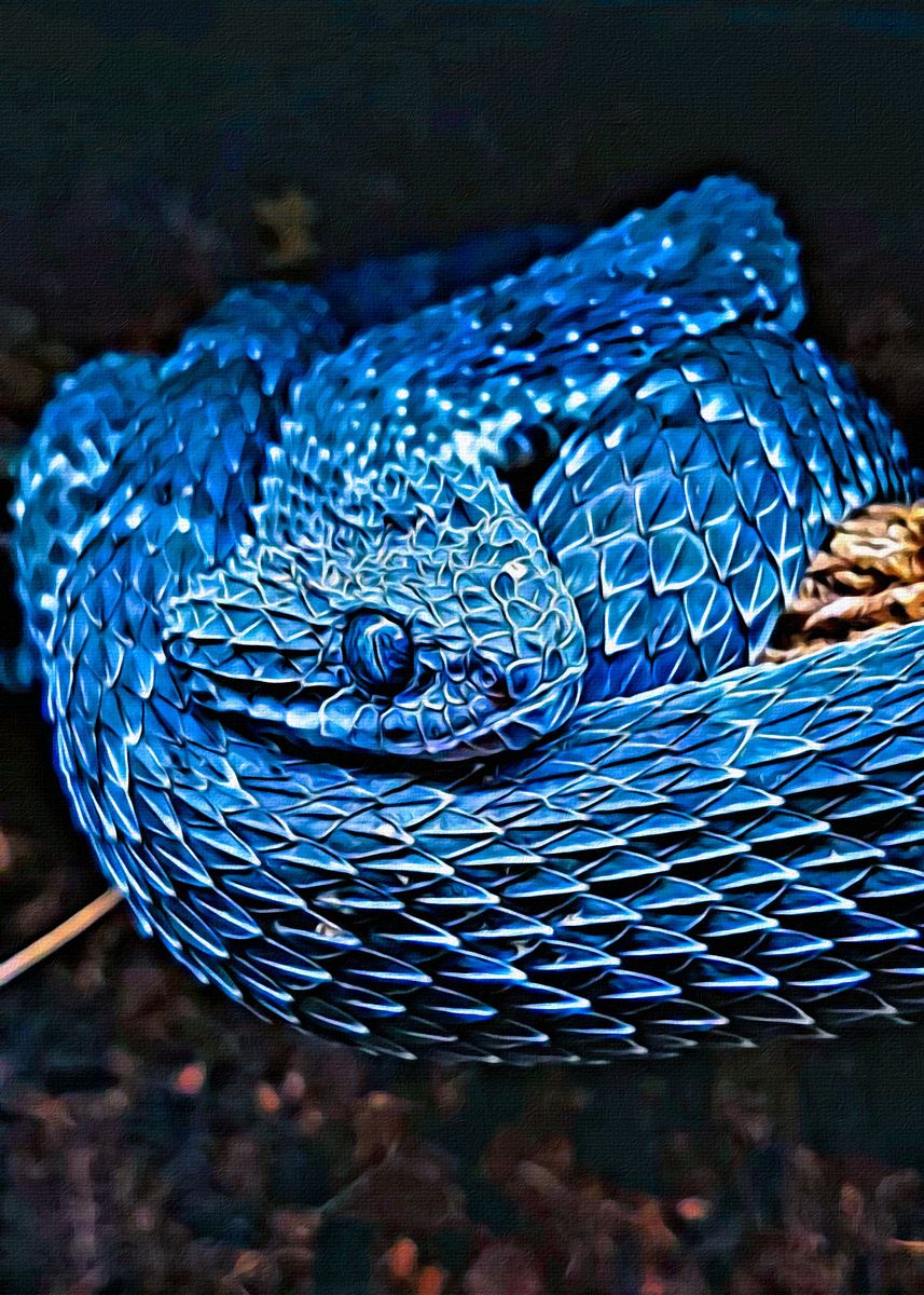 SR-Reptiles - 💙💙Blue & Yellow 💛💛 Atheris squamigera