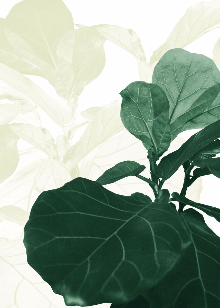 'Olive Green Fiddle Leaf 1' Poster by Anita's & Bella's Art | Displate