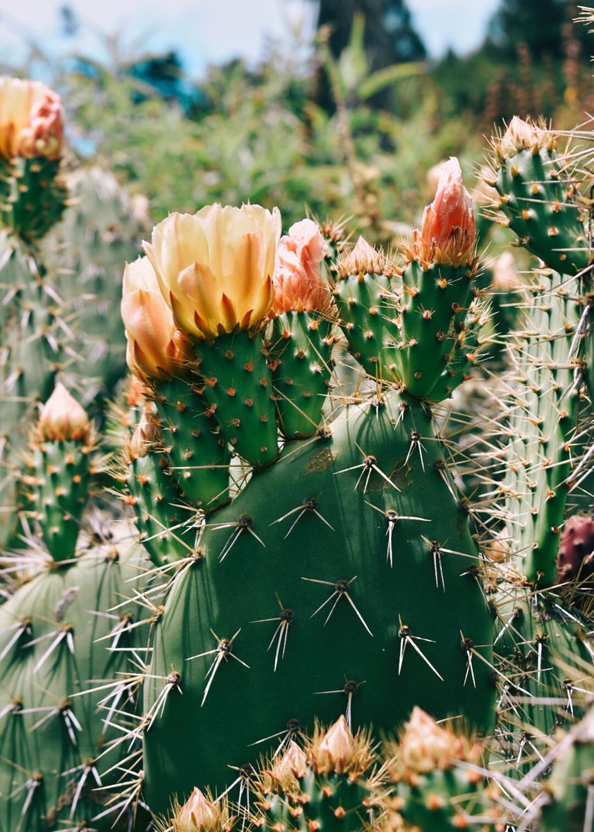 'Cactus Flower II' Poster, picture, metal print, paint by Sarah Kirby ...