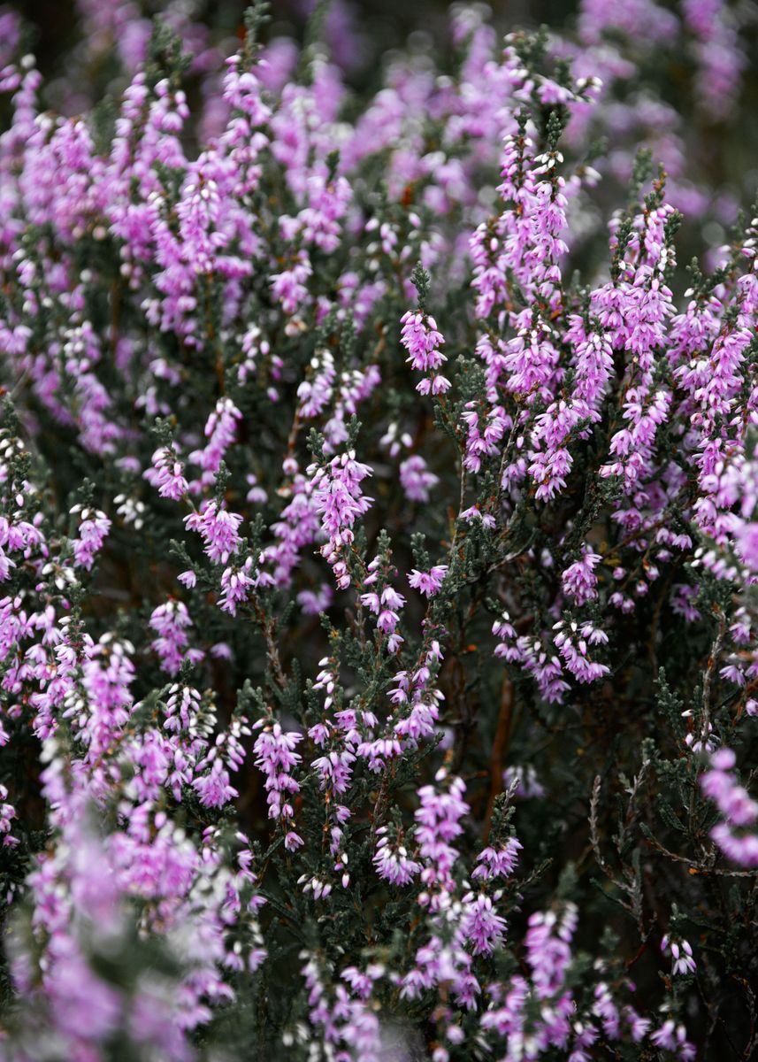 'Summer Heather' Poster by Svetlana Sewell | Displate