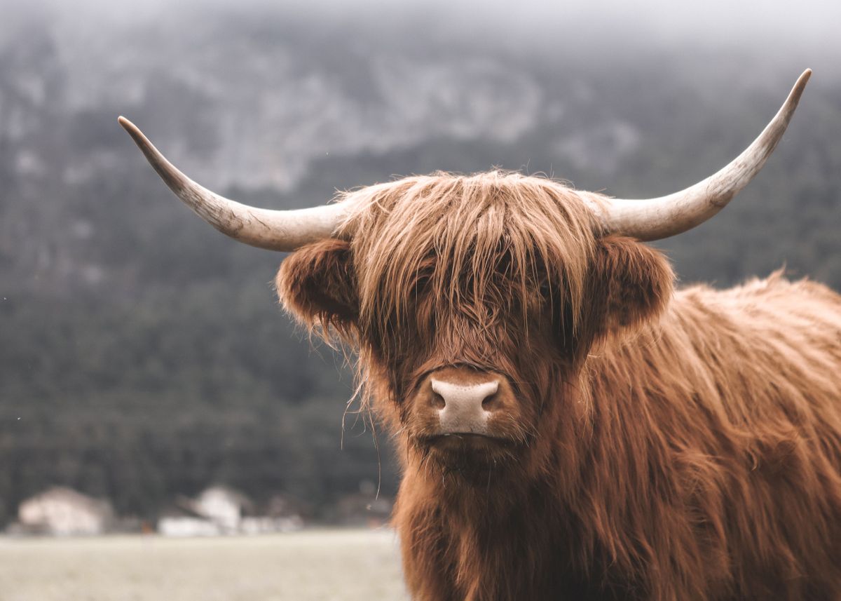 'Scottish Highland Cow' Poster by Kzara Visual Chantelle Flores | Displate