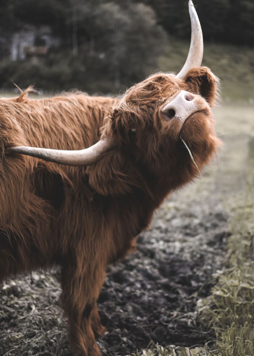 'Scottish Highland Cow' Poster by Kzara Visual Chantelle Flores | Displate