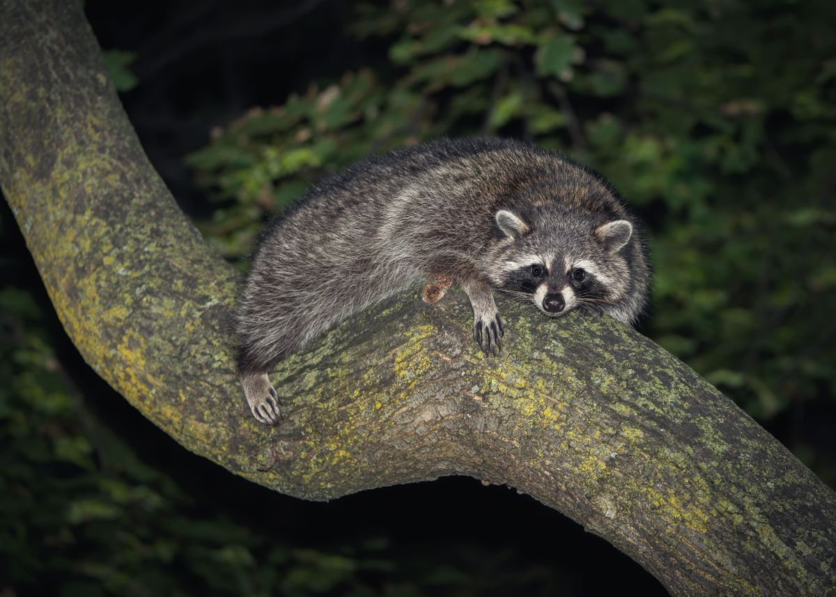 Surprised Racoon 'Surprised Racoon' Poster by Dionnisios Xenos | Displate
