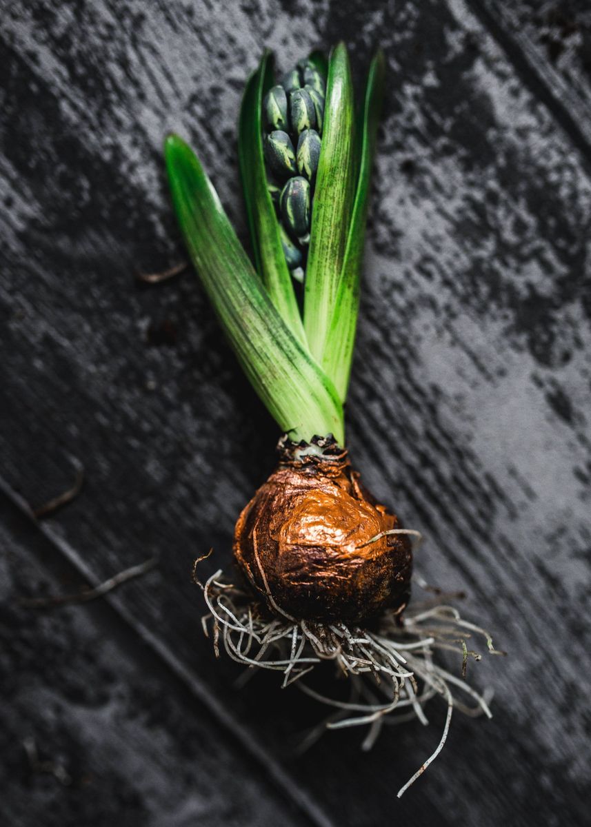 'Onion tears ' Poster by Sam Brady | Displate