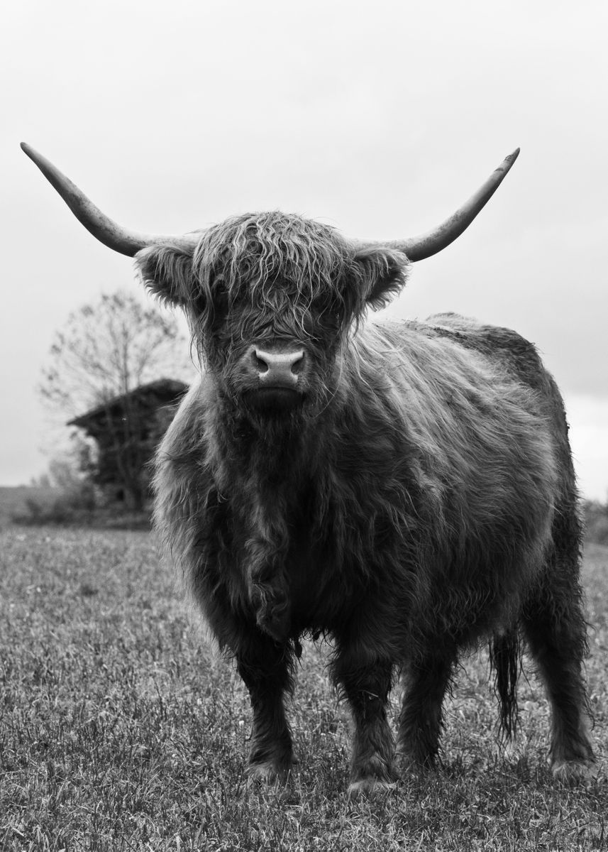'Highland Cow Black White 3' Poster, picture, metal print, paint by ...