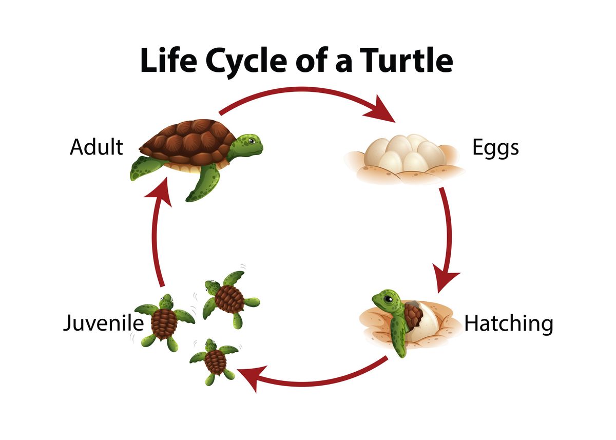 Цикл жизни черепахи