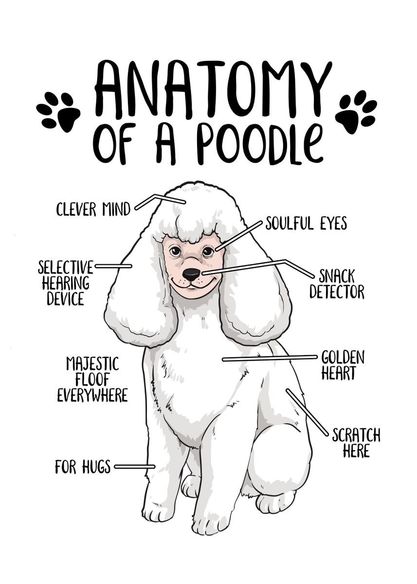 'Anatomy of a Poodle' Poster, picture, metal print, paint by