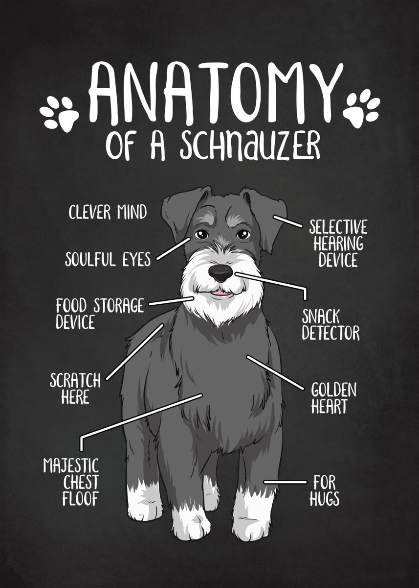 'Anatomy of a Schnauzer' Poster, picture, metal print, paint by ...