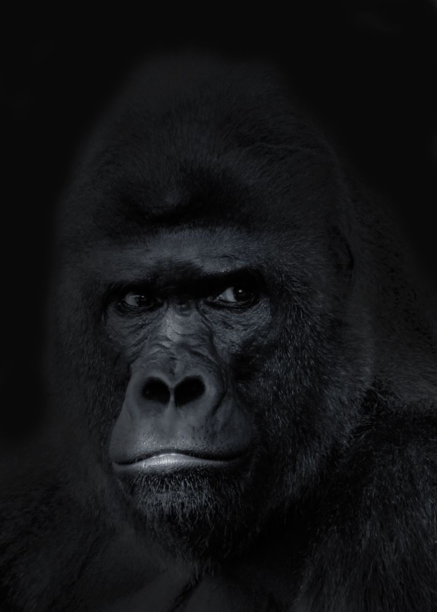 Gorilla Wallpaper Poster By Malte Displate
