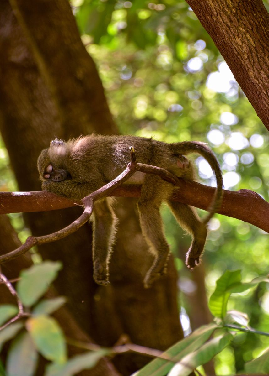 'sleep tree monkey brown' Poster by DheYa Art | Displate