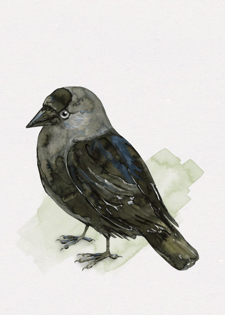 Cute Jackdaw Poster Picture Metal Print Paint By Bianca Wisseloo