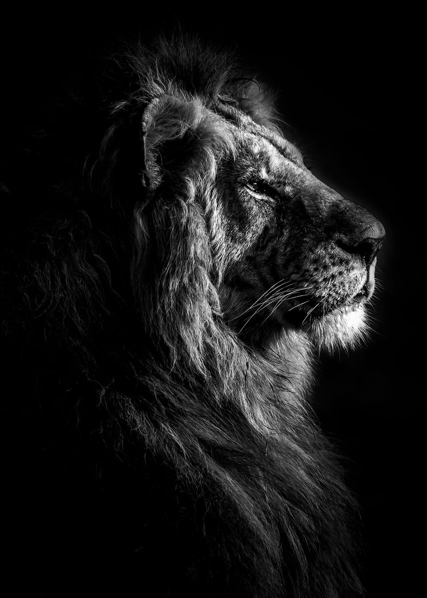 'Lion king black and white ' Poster, picture, metal print, paint by mk