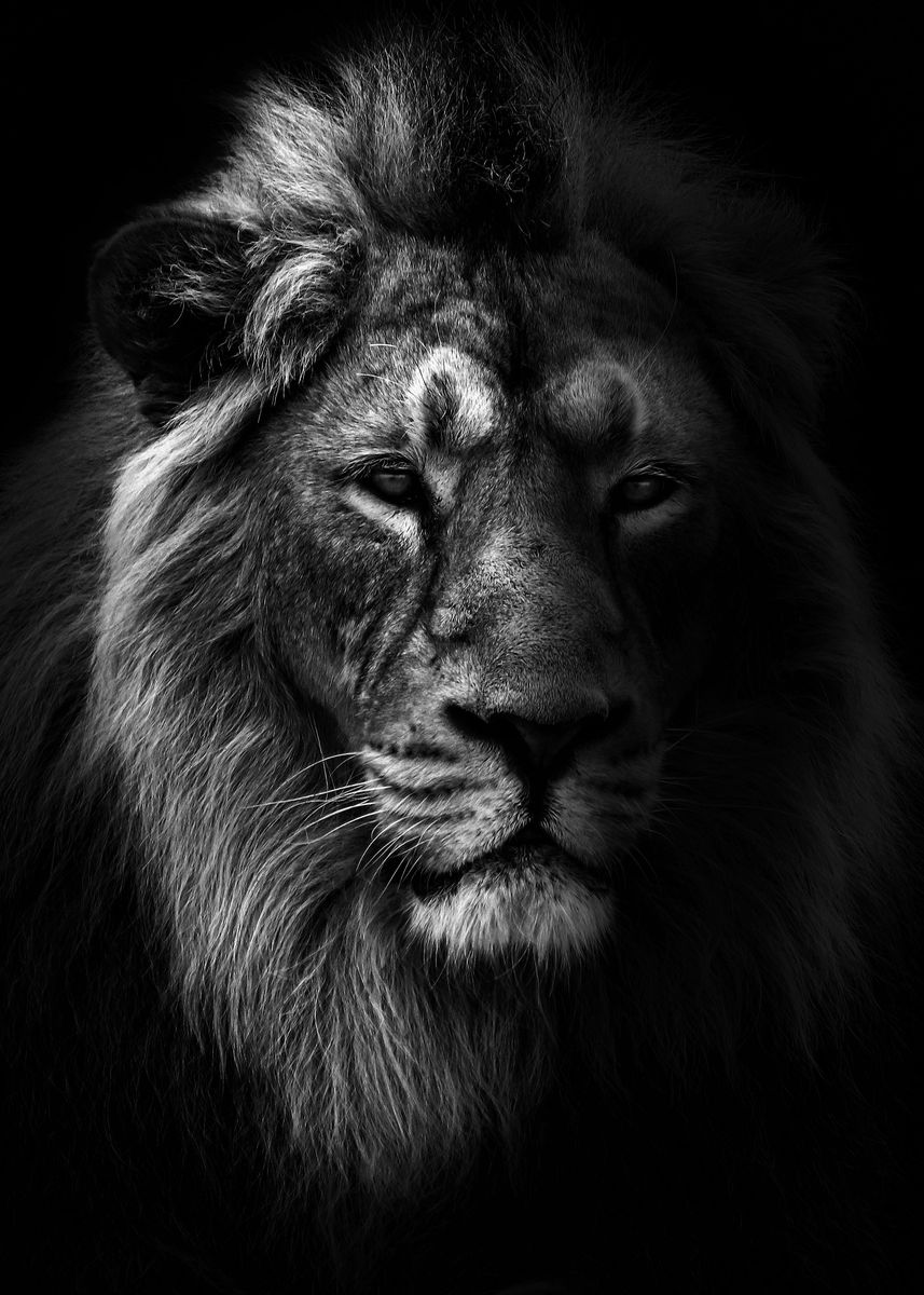 wild angry lion black ' Poster by MK studio | Displate