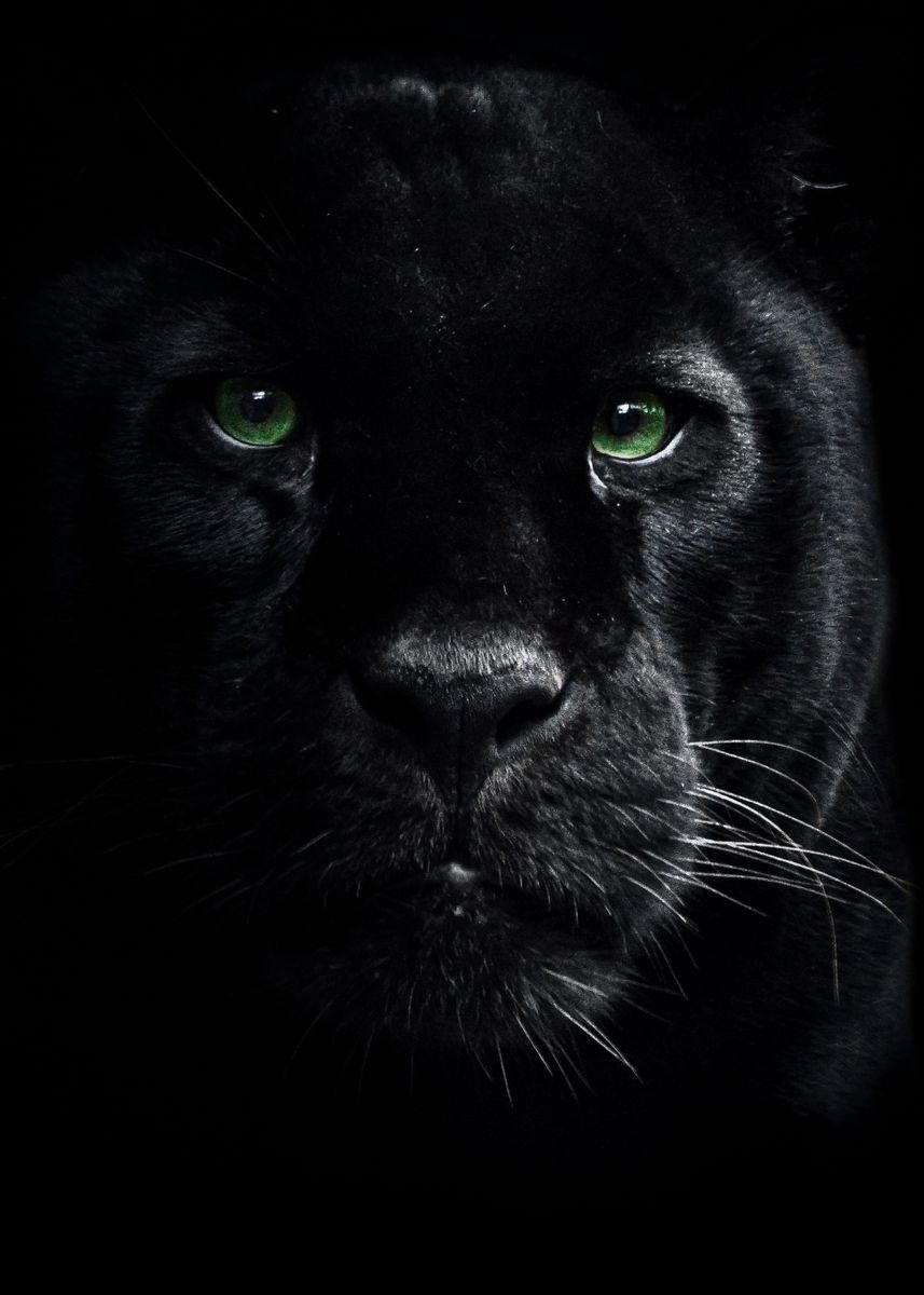 'wild black panther face' Poster, picture, metal print, paint by mk ...