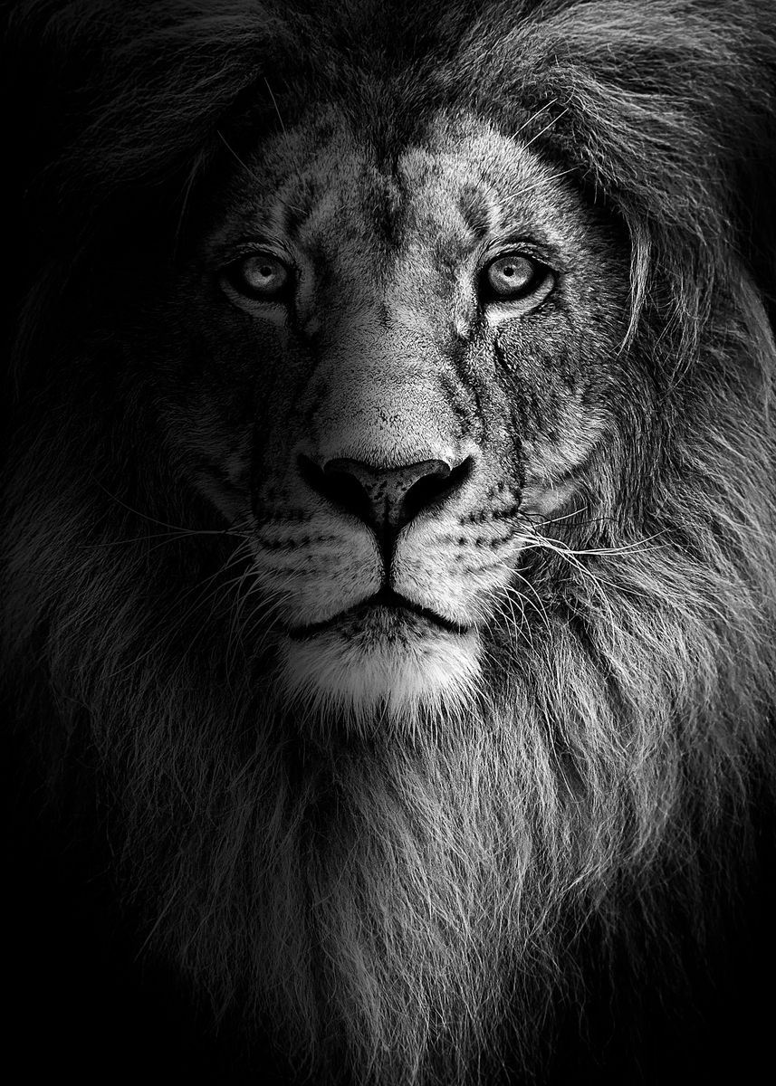 'lion king face black ' Poster by MK studio | Displate