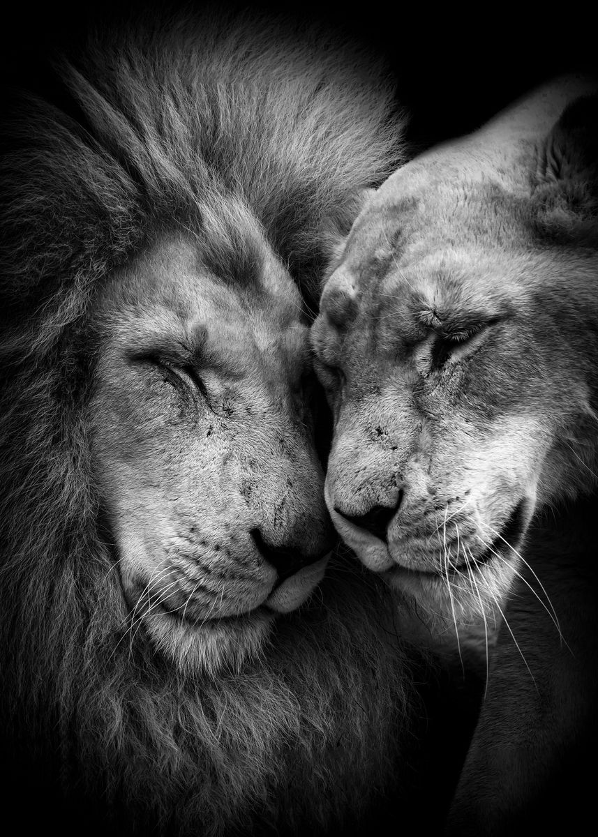 'lions Love black and white' Poster, picture, metal print, paint by mk ...