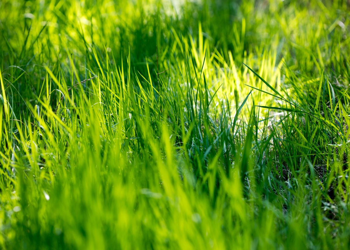 'Grass leaves close up' Poster by BakalaeroZz Photography | Displate