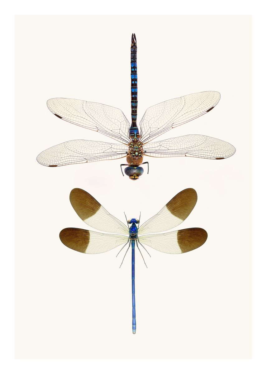 'Two Rare Dragonflies' Poster, picture, metal print, paint by Wildlife ...