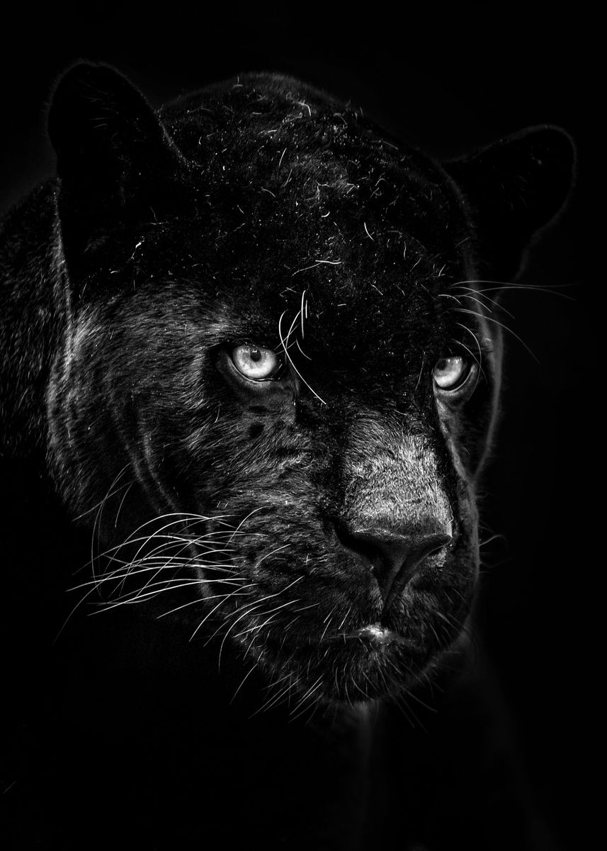 'black panther face poster ' Poster by MK studio | Displate