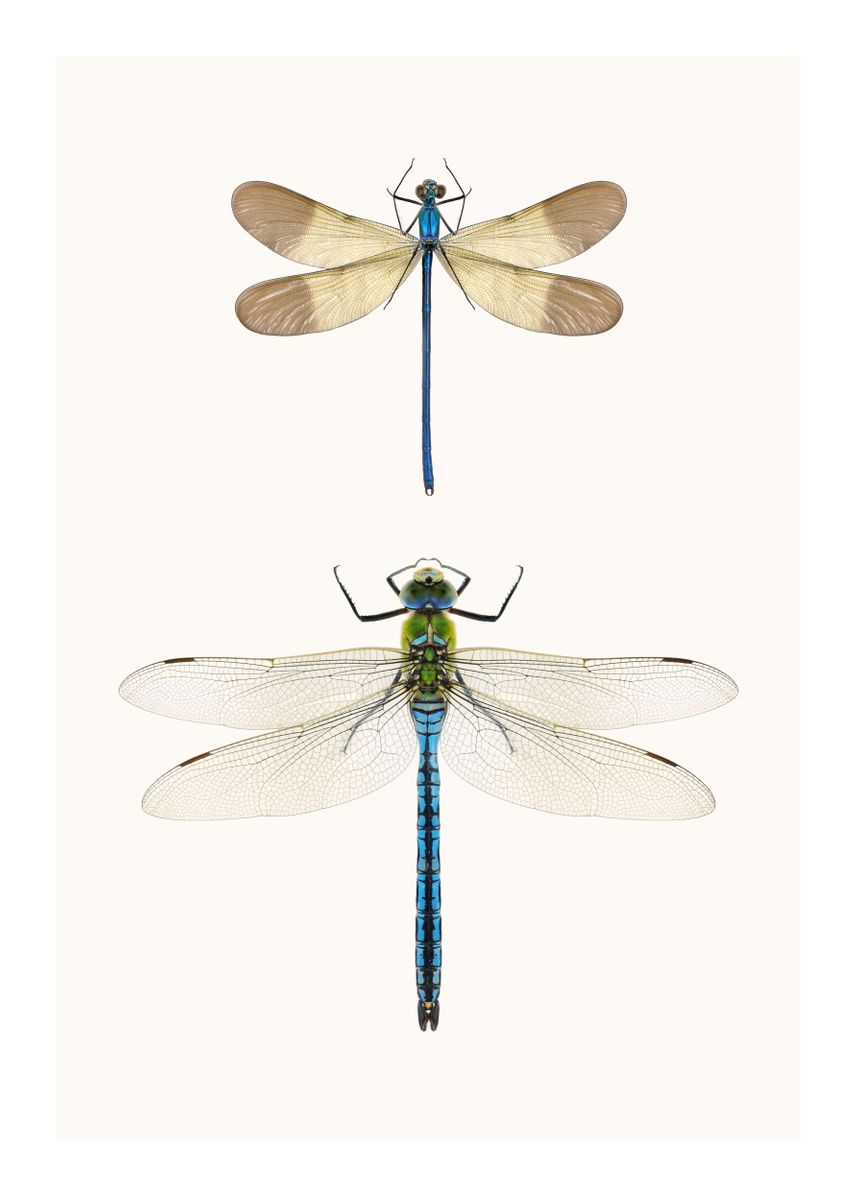 'Two Rare Dragonflies' Poster, picture, metal print, paint by Wildlife ...