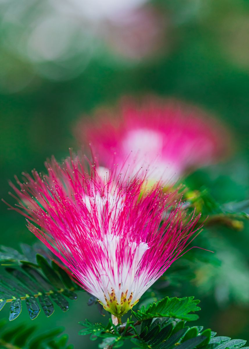 'Pink Silk Tree' Poster by Nicole Bleck Displate