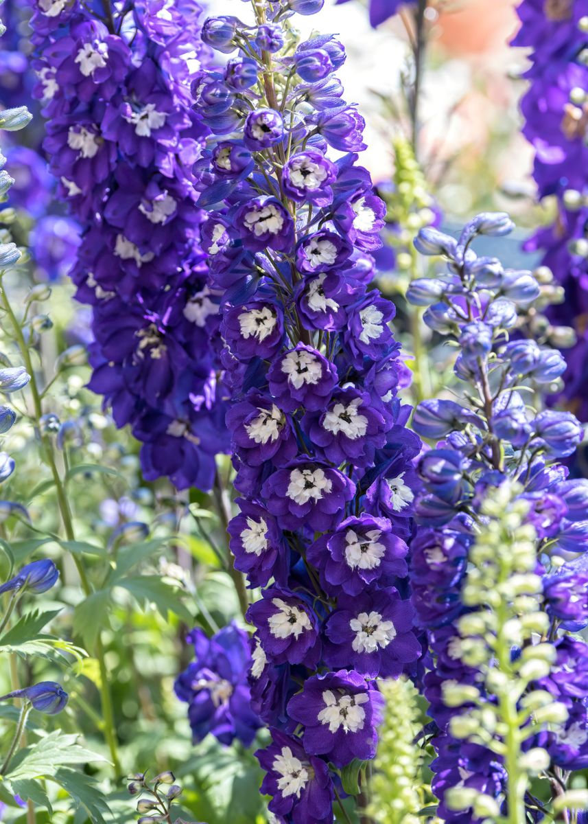 'purple delphinium flower ' Poster by Ornella Bonomini | Displate