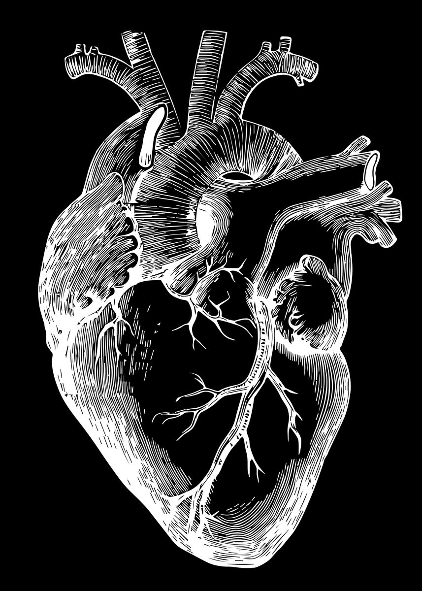 'Human Heart Anatomy' Poster, picture, metal print, paint by WallArt ...
