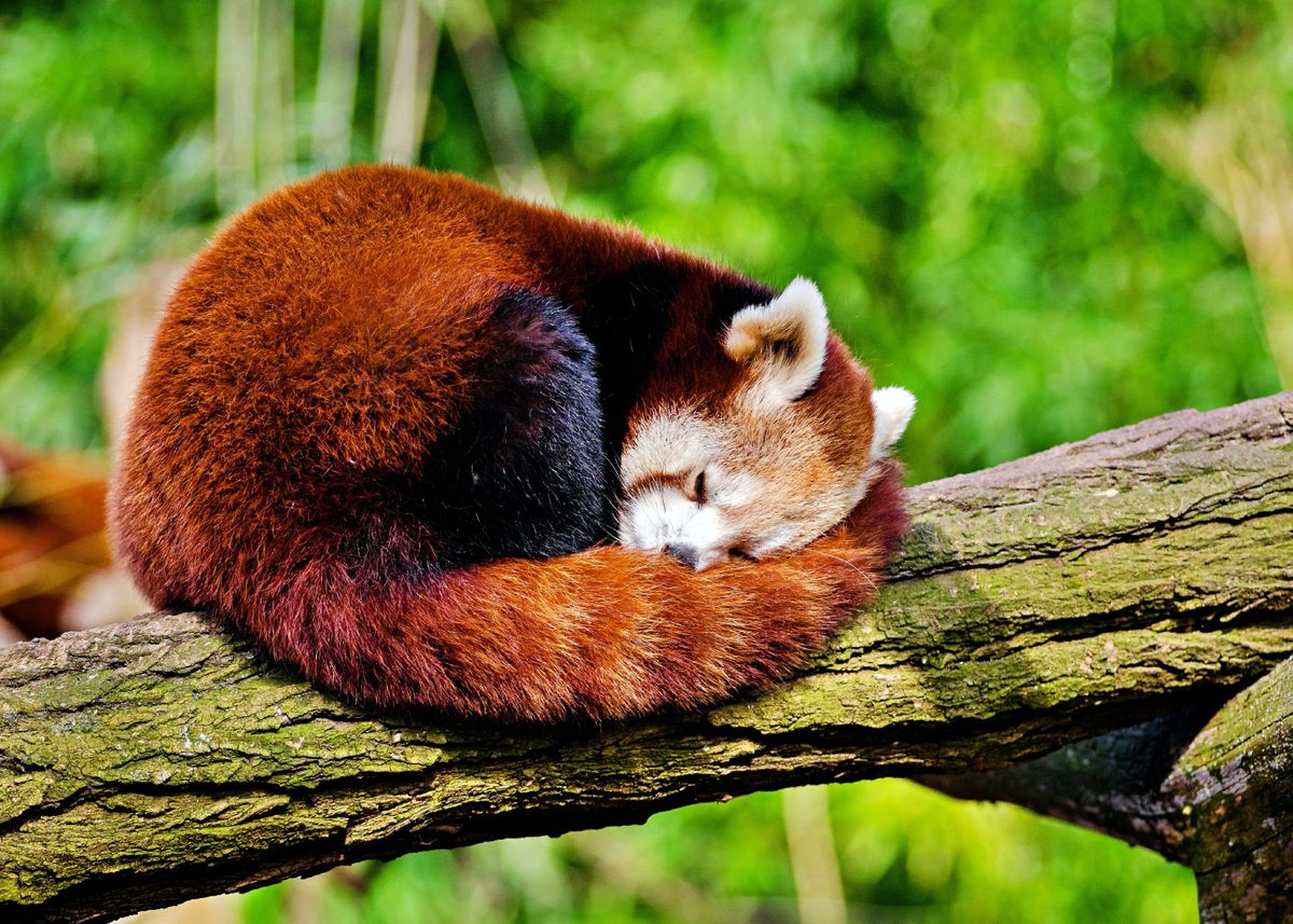 Red panda Vertical Poster Wall Decor Poster no frame 