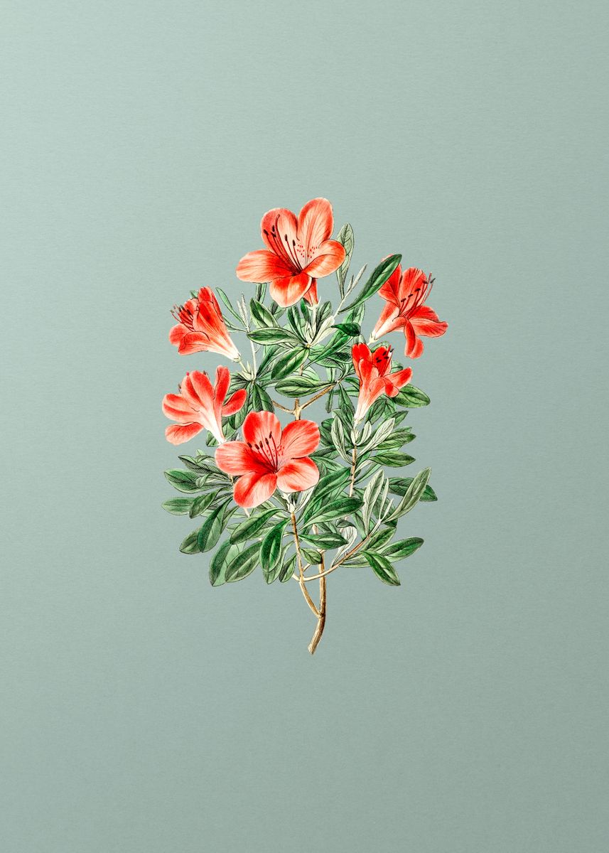 'Vintage Red Chinese Azalea' Poster, picture, metal print, paint by ...
