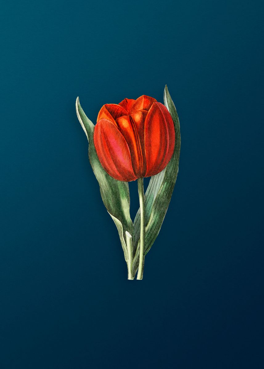 'Gesners Tulip Branch' Poster by Holy Rock Design | Displate